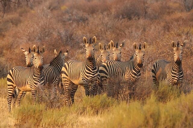 Luxury Safari Holidays in Africa: Where Adventure Meets Elegance