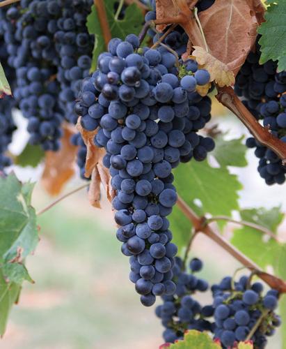 Beginners Guide to White Wine