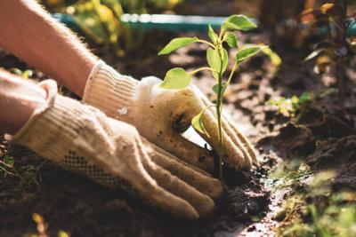 From Backyard Dreams to Blooming Reality: How Greenhouse Kits Are Transforming Home Gardening