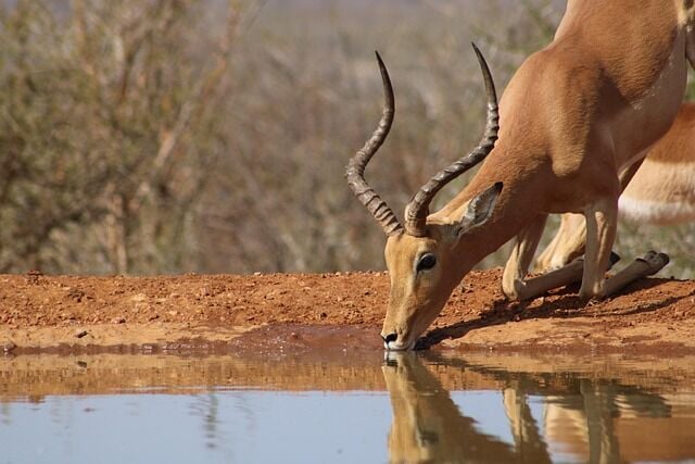 Luxury Safari Holidays in Africa: Where Adventure Meets Elegance