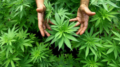 Blaze It! The History of Weed in California