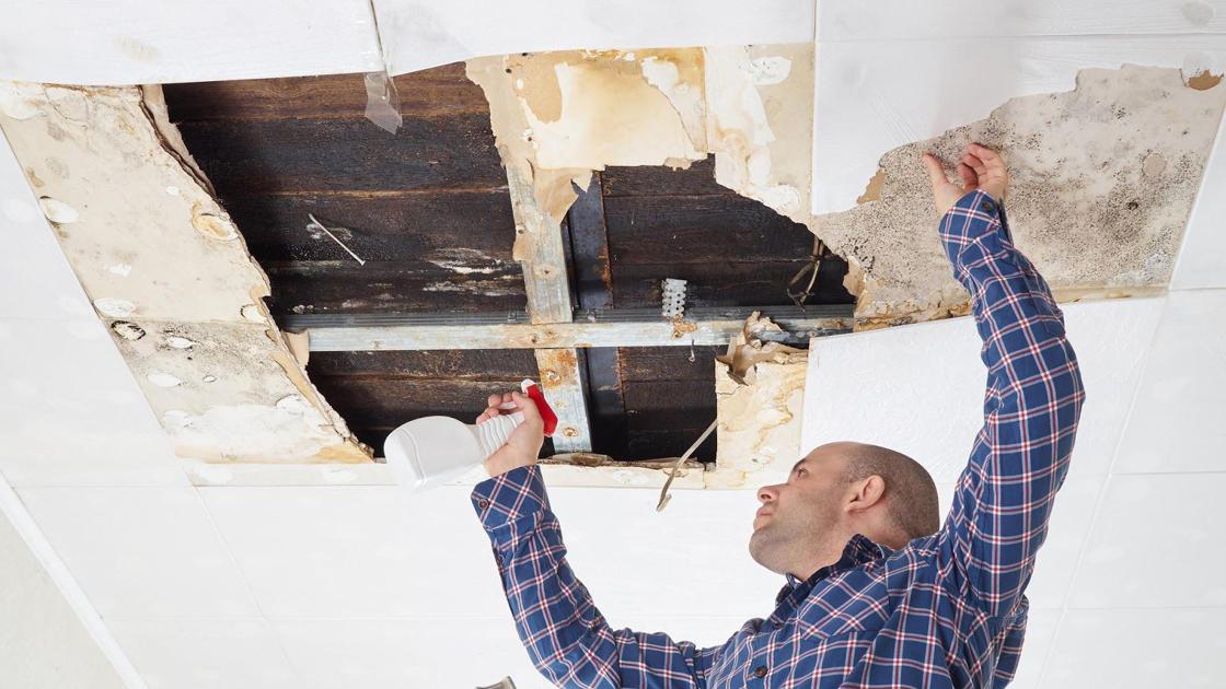 How expensive is mold removal?