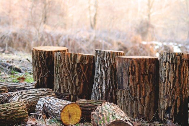 Stump Grinding Services in Lynnwood: The Key to a Clean and Safe Yard