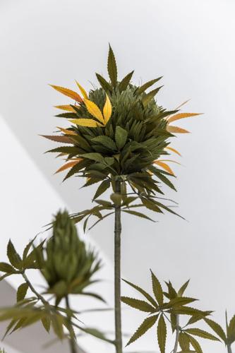 A New Chapter in Cannabis Culture Opens in SoHo