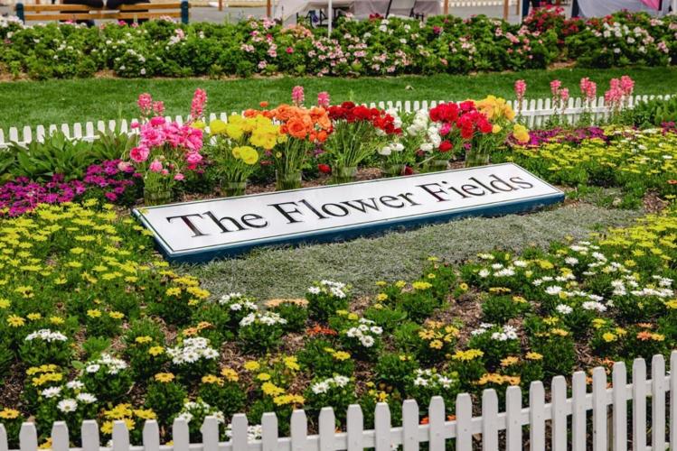 Carlsbad Flower Fields: A Cool Activity to Take Mom