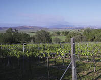Woof’n Rose Winery and Vineyard
