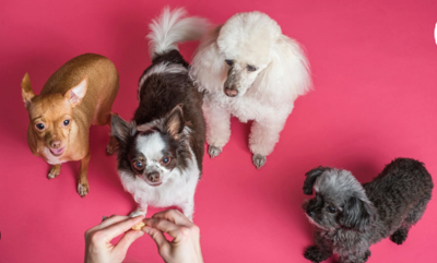 3 Natural Dog Treat Brands for Health-Conscious Pet Parents in 2026