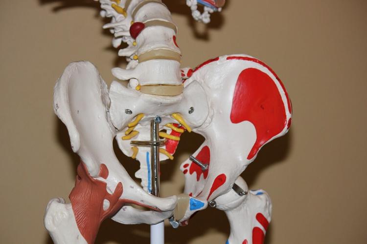 An anatomically-correct representation of the pelvic area, where pelvic mesh would be implanted