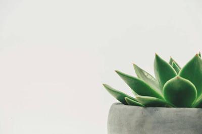 Creating a Home Oasis: 5 Trends in Plant Interior Design