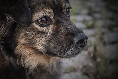 3 Ways to Pamper Your Dog