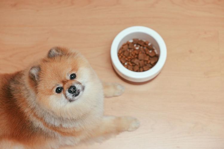 This pomeranian has unique nutritional requirements based on breed, size, and other factors