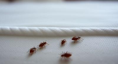 What to Expect from Professional Pest Control in Beaumont for Bed Bugs