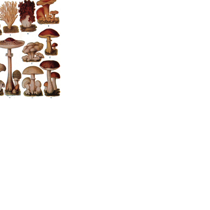 How to Use Spore Size and Shape to Narrow Down Mushroom Species ...