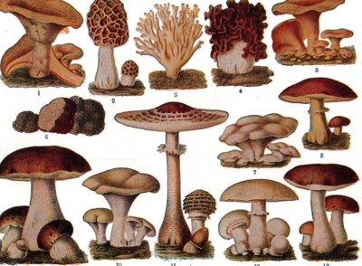 How to Use Spore Size and Shape to Narrow Down Mushroom Species?