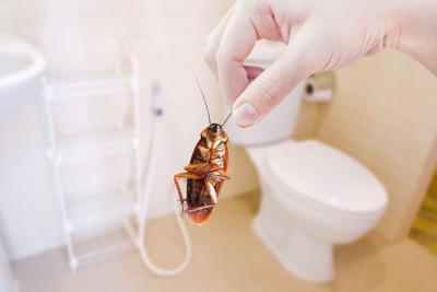 Combatting Unwanted Pests: A Guide to Quality Control Companies