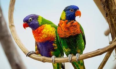 Gifts for Bird Lovers: 12 Ideas Backyard Birders Actually Want