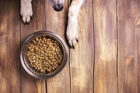 Is Grain-Free Really Better? What Pet Owners Need to Know