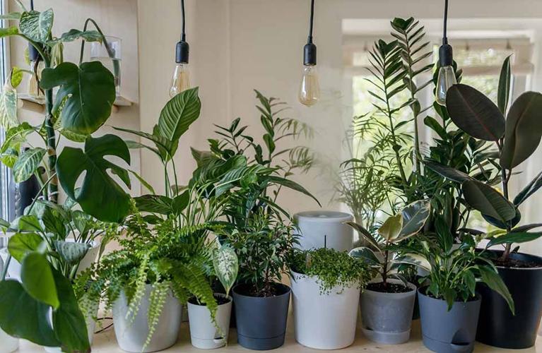 How to Set Up Your Own Indoor Grow Room