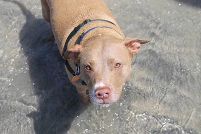 Make the Holidays Bright for Your Pets with Figo