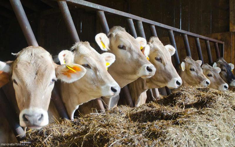 Does Red Meat Cause Cancer?