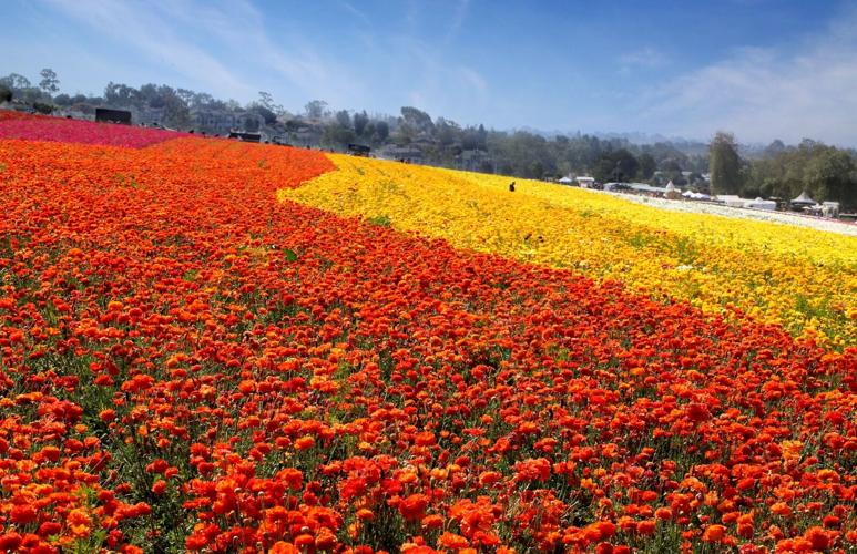 Carlsbad Flower Fields: A Cool Activity to Take Mom
