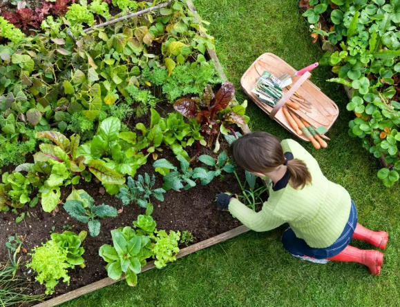 Home Gardening: Maintaining Your Own Greenhouse