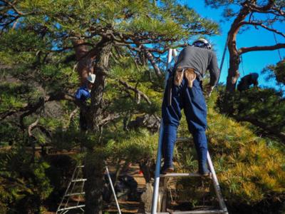 Professional Tree Care Service at Cheap Rates