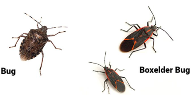 Your Rockville Home vs. Pests: A Year-Round Survival Guide