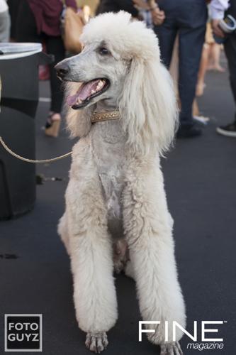 Photos by Will Grayson of Foto Guyz