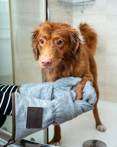 Luxury Home Care: Protecting Floors From Wet Pets