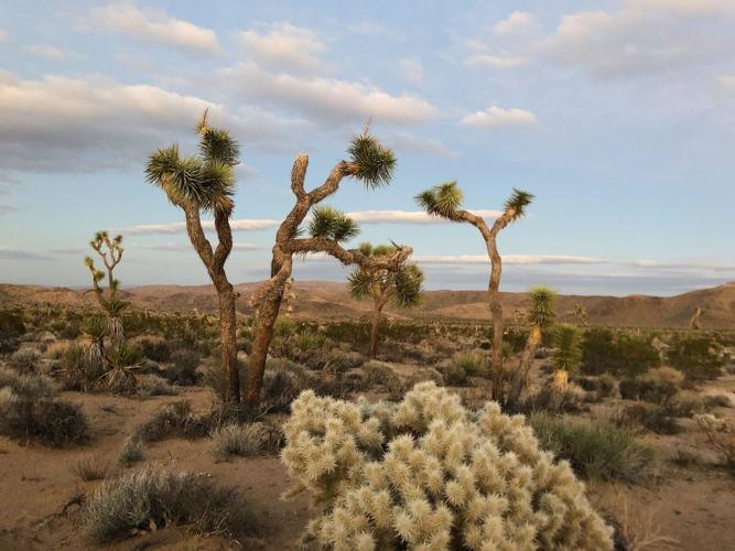 Desert Luxury A Weekend Escape to Palm Springs or Joshua Tree This Season