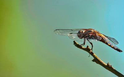 termite