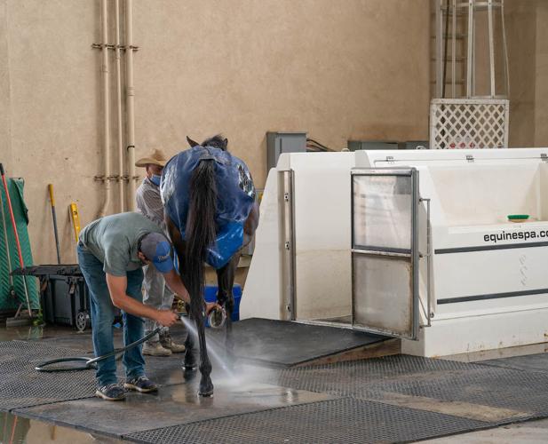 A Day At The Spa For A Race Horse