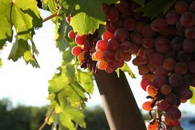 Valle de Guadalupe's Best Wineries Revealed