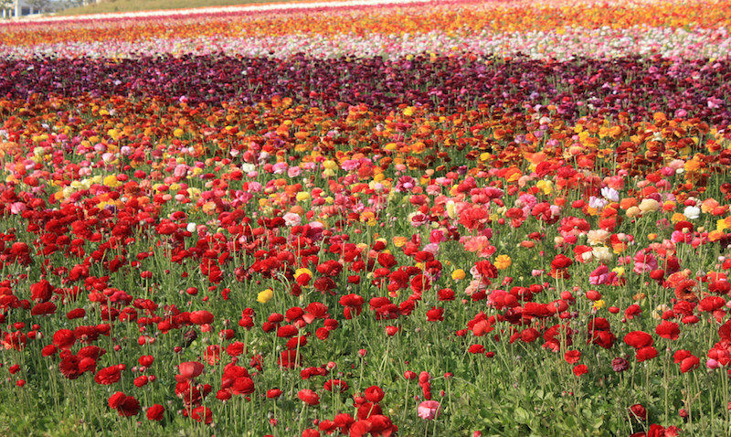 What's Happening San Diego! March 6th–12th