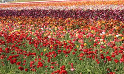 What's Happening San Diego! March 6th–12th