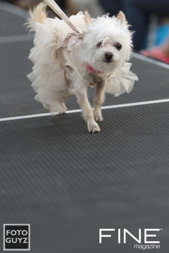 Photos by Will Grayson of Foto Guyz