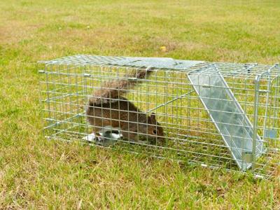 Top Signs You Need Wildlife Removal Services in Your Home