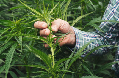 Natural Neuroprotection: Exploring the Potential of Non-Psychoactive Cannabinoids