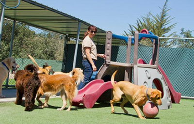 7 Top Considerations for Choosing Dog Boarding
