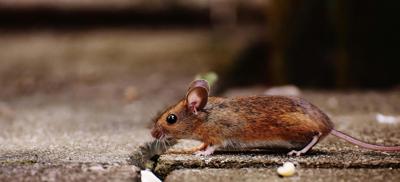 There are multiple strategies for eliminating mice like this from your house