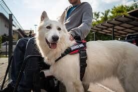 Top Service Animal Registrars in the USA: A Comprehensive Guide