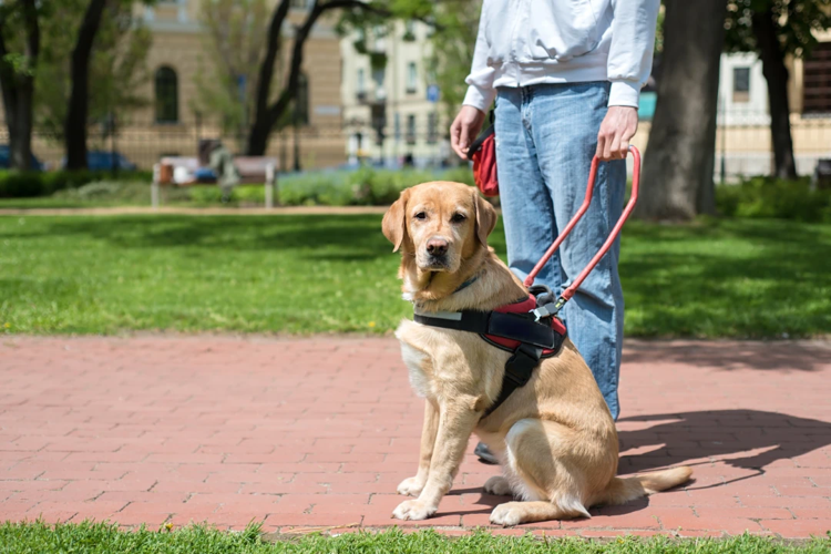 Top Service Animal Registrars in the USA: A Comprehensive Guide