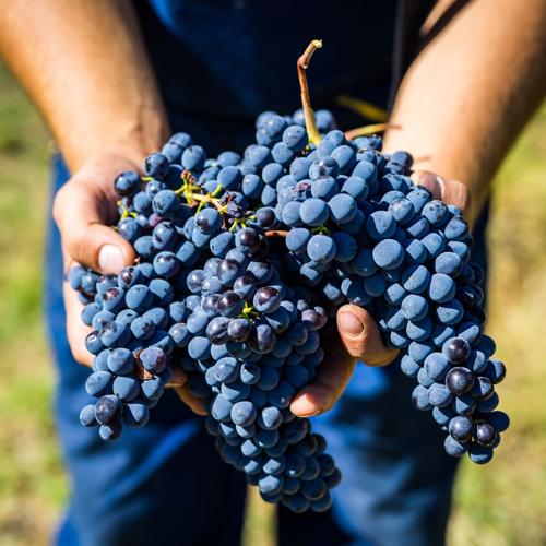 Ancient Future of Wine in Umbria