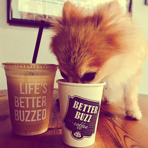 Get Jolted: 10 Best Coffee Shops in San Diego