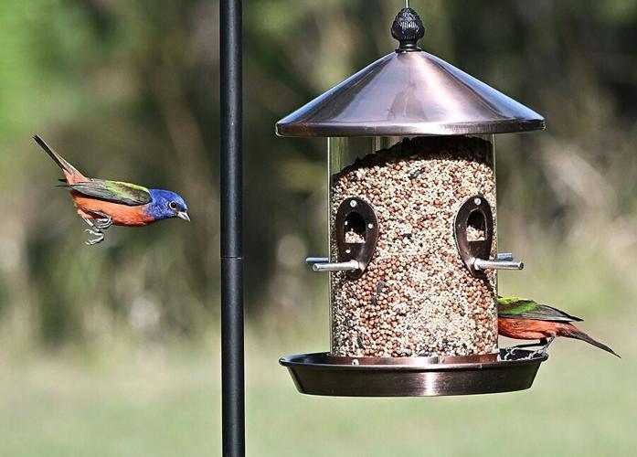 When a Garden Feels Alive: How Birds Elevate Outdoor Living
