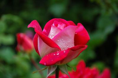 Transform Your Outdoor Space and Discover the Power of Garden Decor