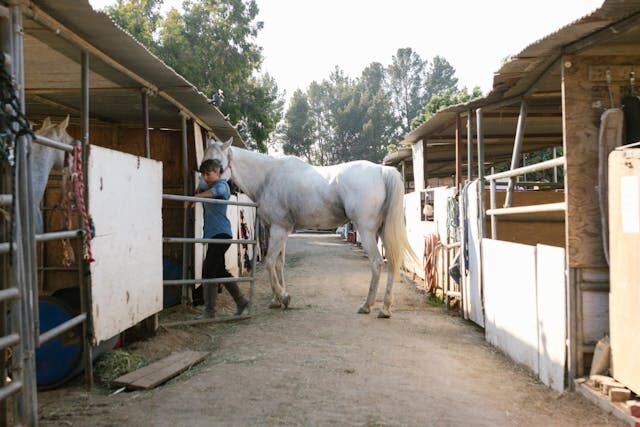 Horse Stall Ventilation Techniques to Keep Your Barn Fresh and Cool
