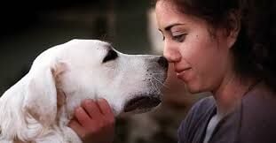 Top Service Animal Registrars in the USA: A Comprehensive Guide