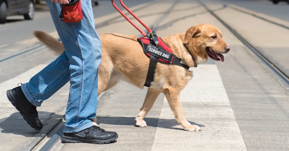 Service Animal Registration and ADA Rules Explained